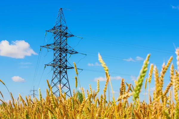 Elektrische elektriciteitsnet en tarwe veld in zomerdag — Stockfoto