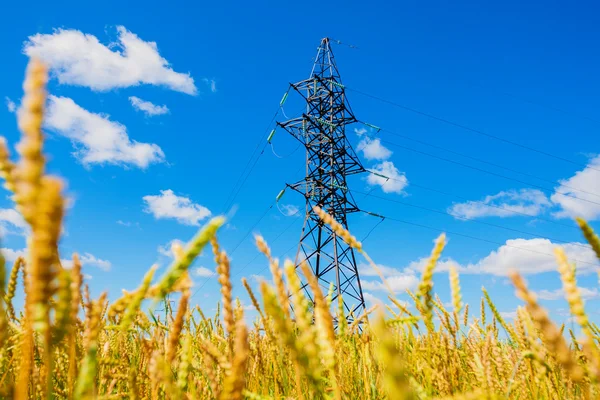 Pola elektrycznego linii energetycznych i pszenicy w letni dzień — Zdjęcie stockowe
