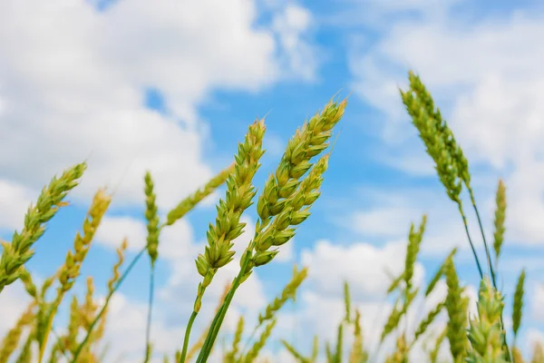 小麦の穂と曇り空 — ストック写真