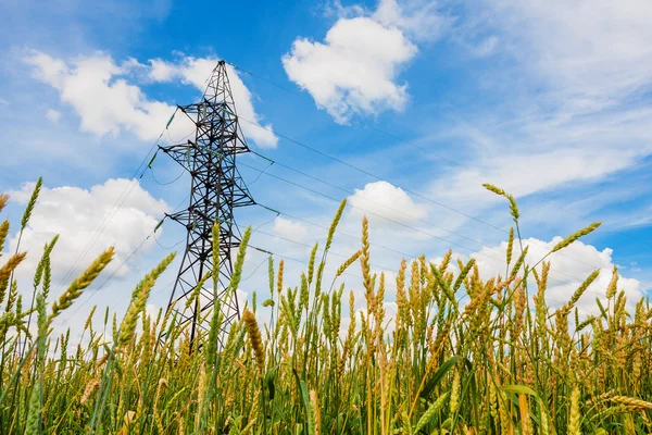 Pšeničné pole a elektrické rozvody elektrické energie v letní den — Stock fotografie