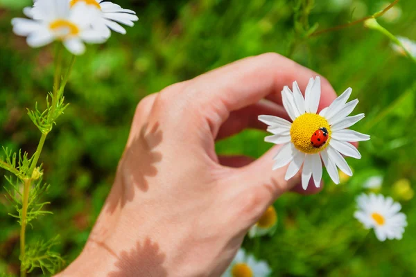 Ladybird on a camomile in male hand — Stock Photo, Image
