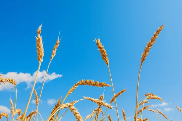 Hvede ører og blå himmel - Stock-foto