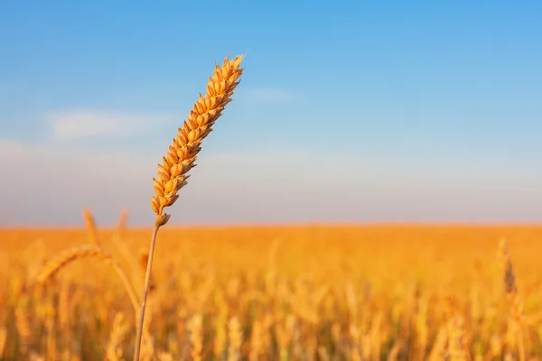 Buğday kulak ve mavi gökyüzü — Stok fotoğraf