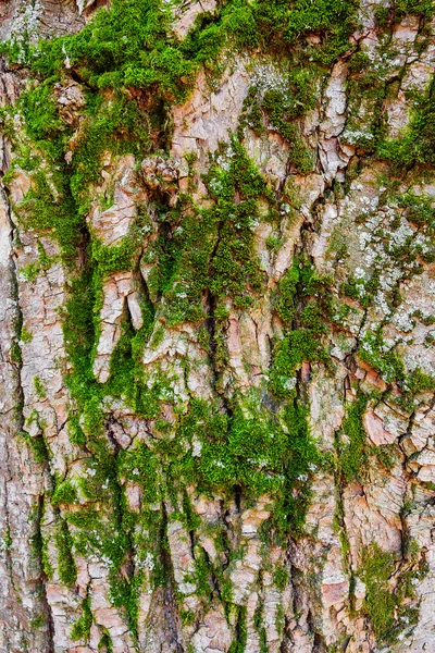 Träd bark struktur med mossa — Stockfoto