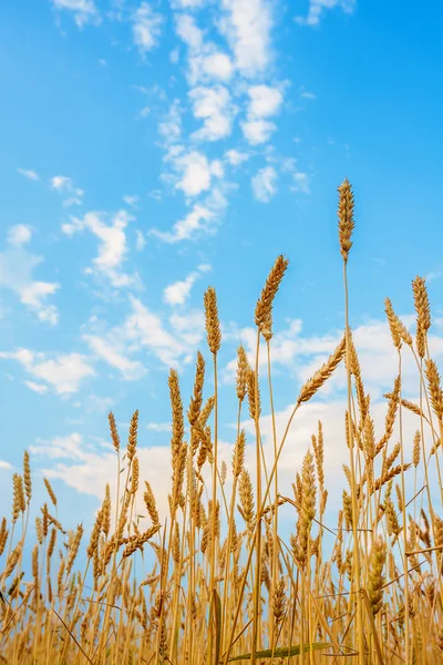 Wheat ears and blue cloudy sky — Stock Photo, Image