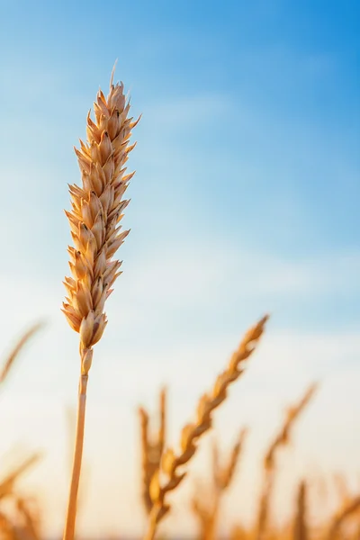 Wheat ear and blue sky — Stock Photo, Image