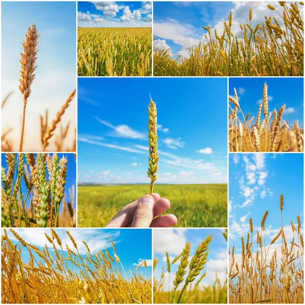 与小麦的耳朵图片的拼贴画 — 图库照片