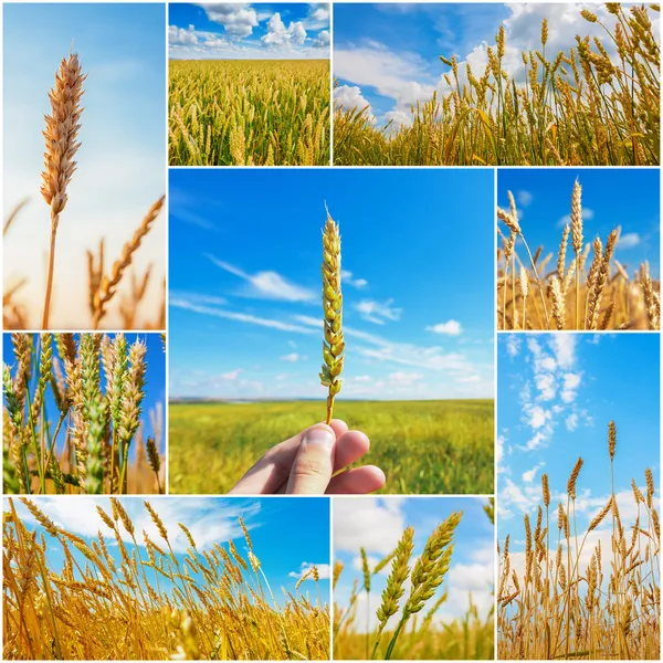 Collage av bilder med vete öron — Stockfoto