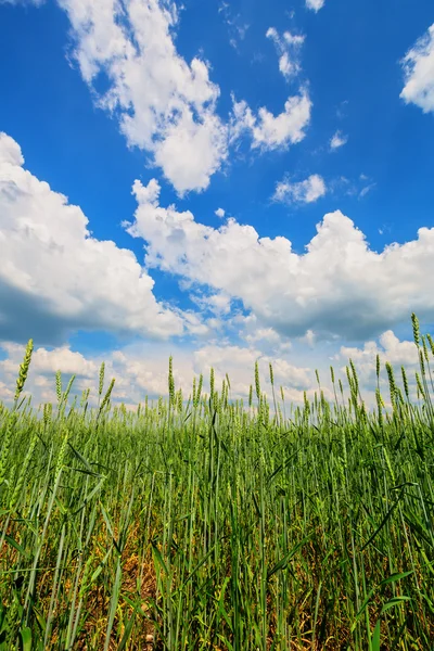 Oreilles de blé et ciel nuageux — Photo
