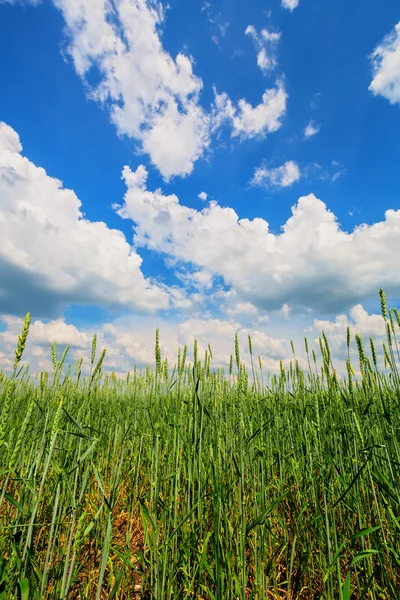 Vete öron och mulen himmel — Stockfoto