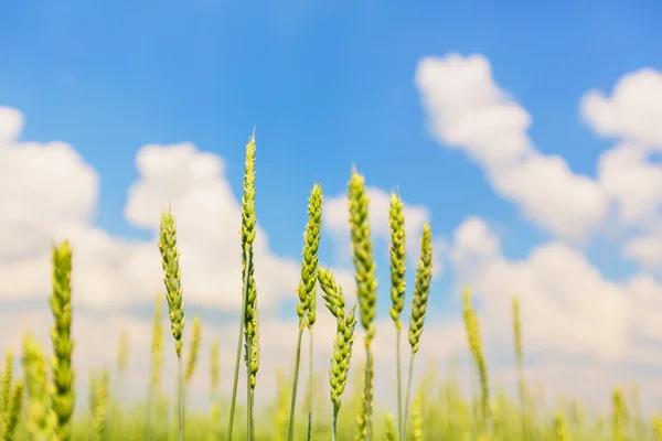 Wheat ears and cloudy sky — Stock Photo, Image