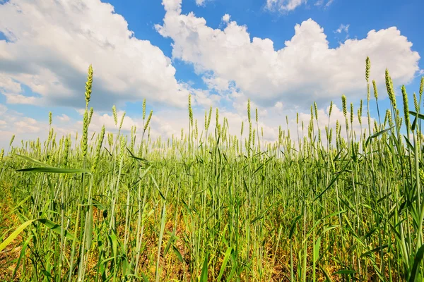 Wheat ears and cloudy sky — Stock Photo, Image