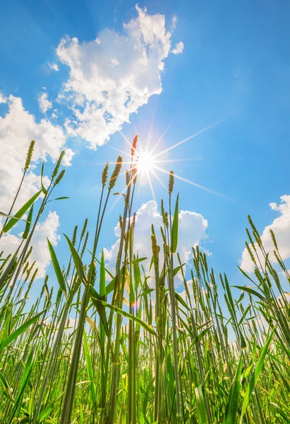 Orecchie di grano e cielo con sole — Foto Stock