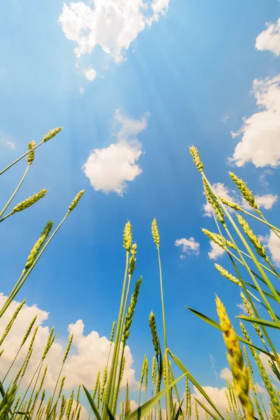 Orecchie di grano e cielo nuvoloso — Foto Stock