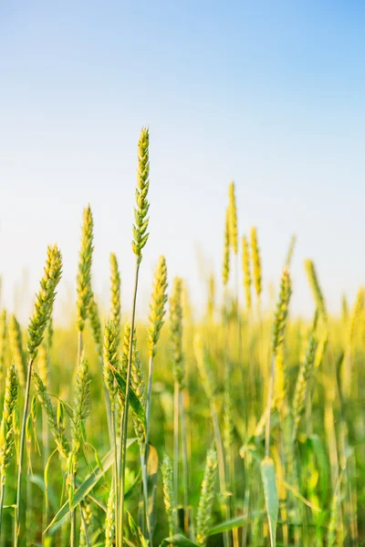 Buğday kulak ve gökyüzü — Stok fotoğraf