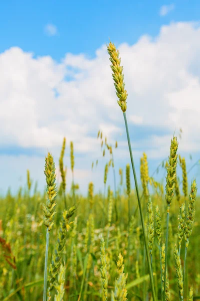 Buğday kulaklar — Stok fotoğraf