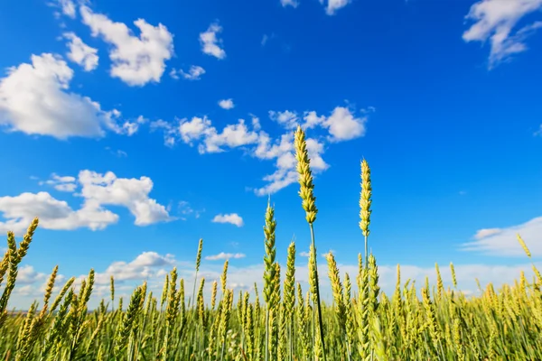 Wheat ears — Stock Photo, Image