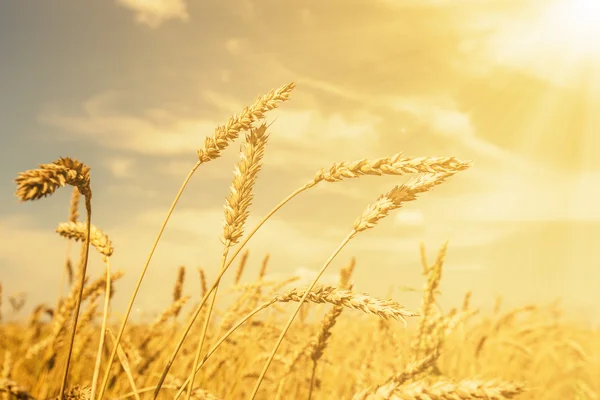Golden shining altında buğday kulaklar — Stok fotoğraf