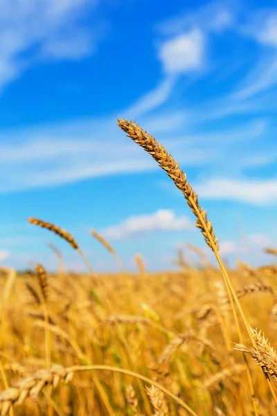 Buğday kulaklar — Stok fotoğraf