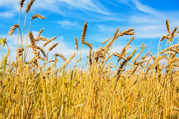 Buğday kulaklar — Stok fotoğraf