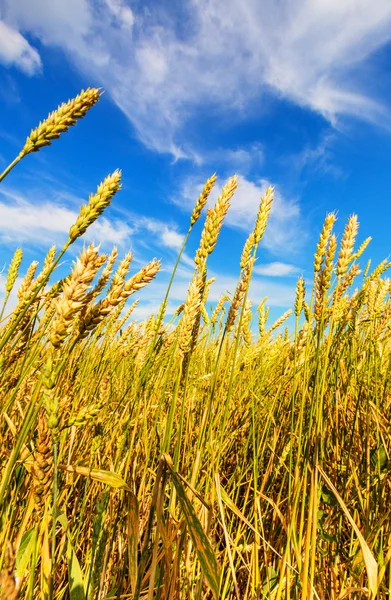 Wheat ears — Stock Photo, Image