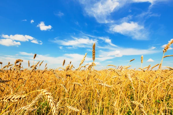 Buğday kulaklar — Stok fotoğraf