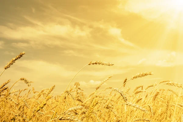 Las espigas de trigo bajo el brillo dorado — Foto de Stock