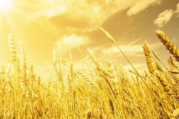 Orecchie di grano sotto la luce dorata — Foto Stock