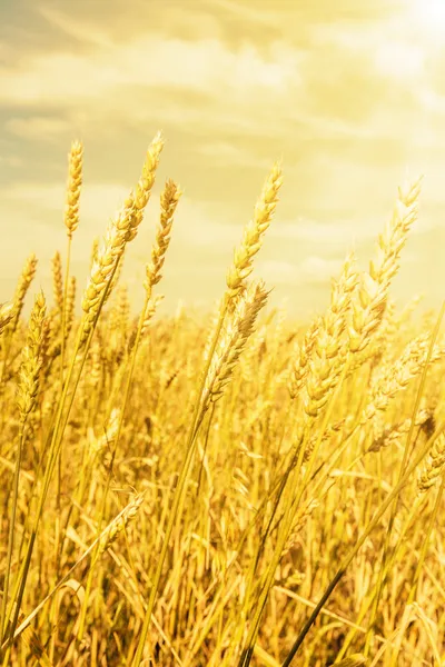Orecchie di grano sotto la luce dorata — Foto Stock