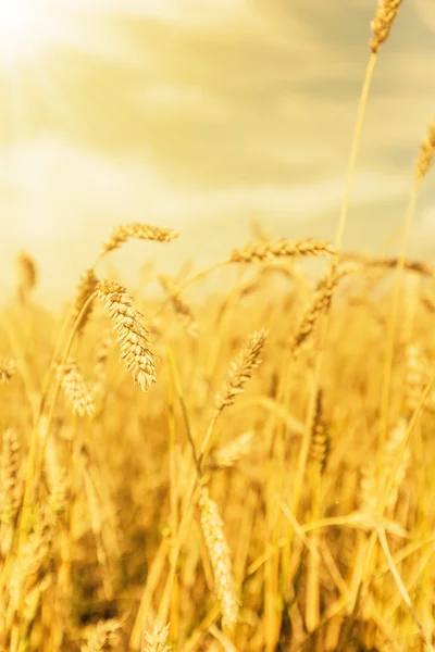 Orecchie di grano sotto la luce dorata — Foto Stock