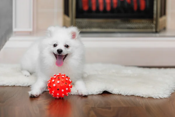 Pommeren spitz met hond speelgoed — Stockfoto