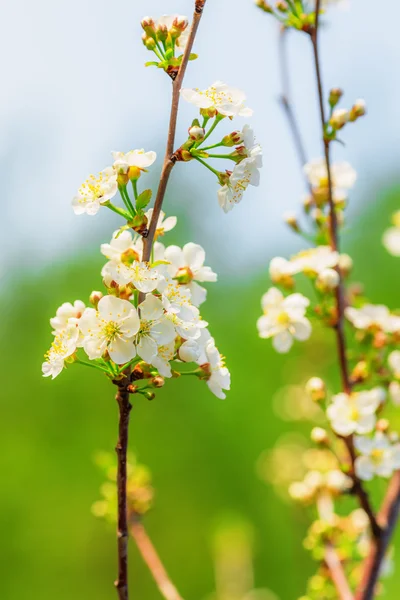 Apple tree blooming — Stock Photo, Image