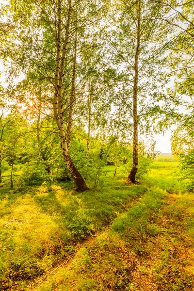 Cabane dans la forêt de bouleaux — Photo