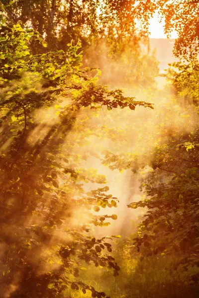 Magische zonnestralen — Stockfoto