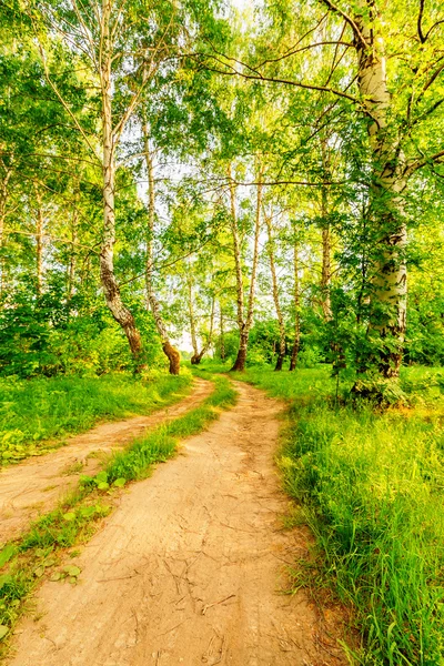 Road in birch forest — Stock Photo, Image