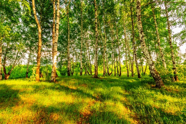 자작나무 숲 — 스톡 사진