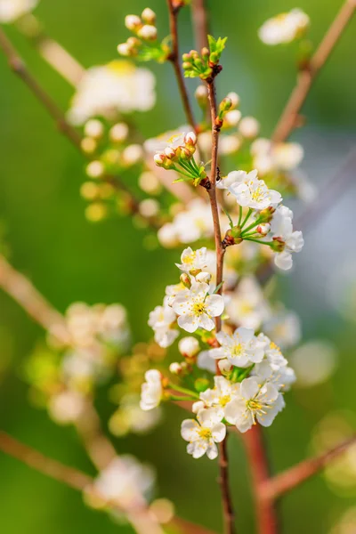 Manzano floreciendo —  Fotos de Stock