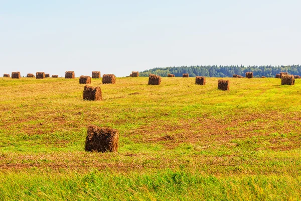 Hay bales on field — Stock Photo, Image