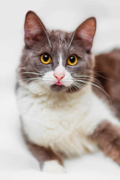 고양이 보여주는 혀 — 스톡 사진