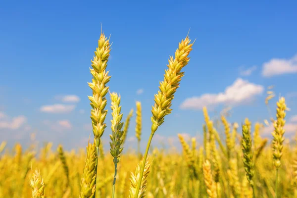 Buğday kulaklar — Stok fotoğraf