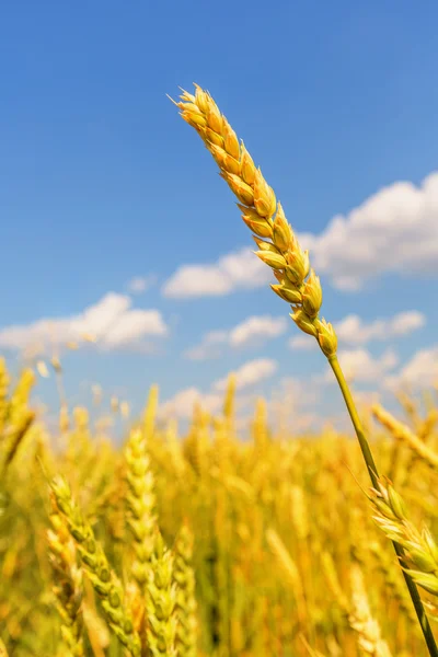 Buğday kulağı — Stok fotoğraf