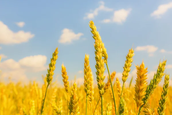 Wheat ears — Stock Photo, Image