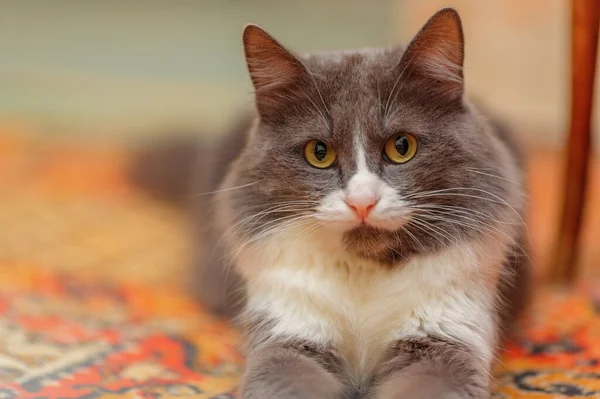 Güzel Kedi Portresi Sığ Dof Telifsiz Stok Fotoğraflar