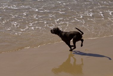 köpek sahilde çalışır