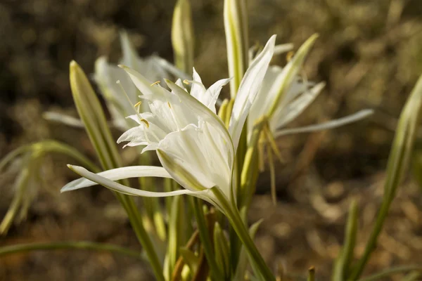 Bloem achtergrond — Stockfoto