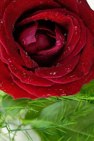 Rose close-up macro — Stockfoto