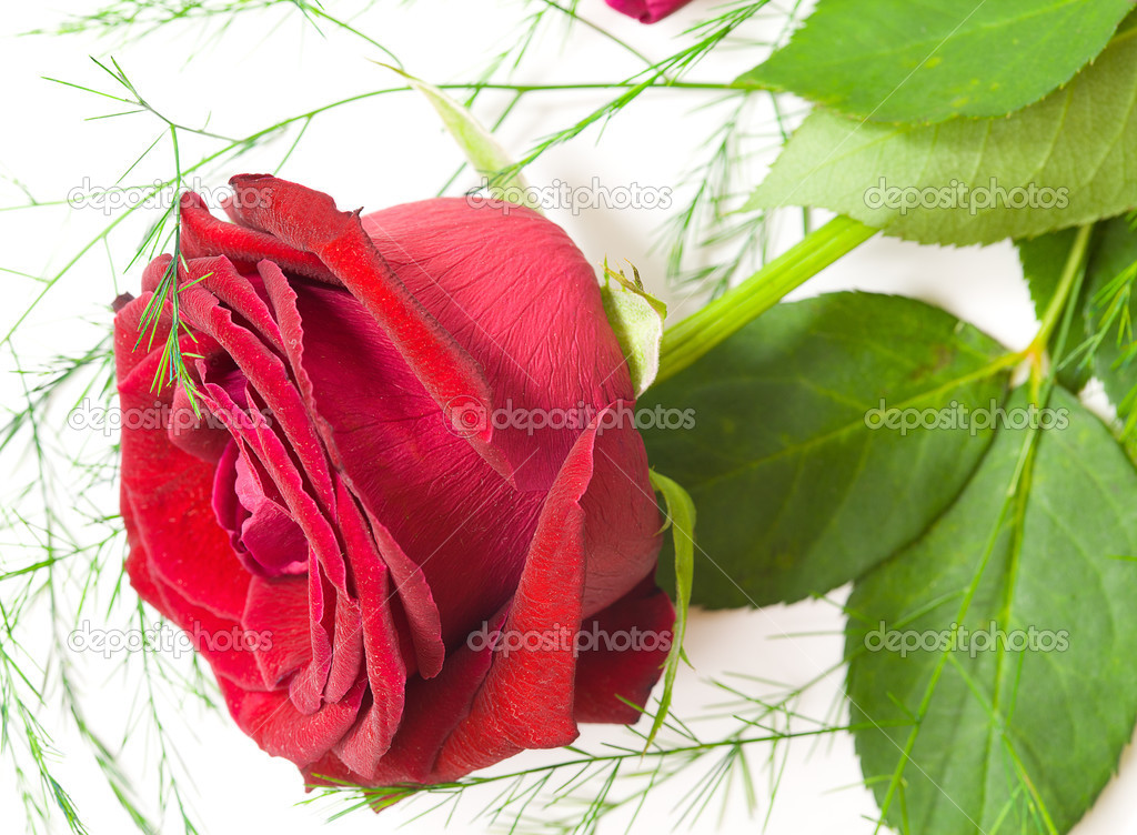 Rose isolated on white background closeup macro