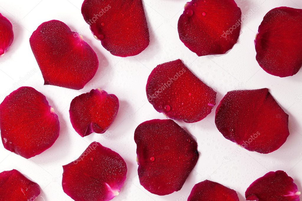 Closeup and isolated red rose petals closeup macro
