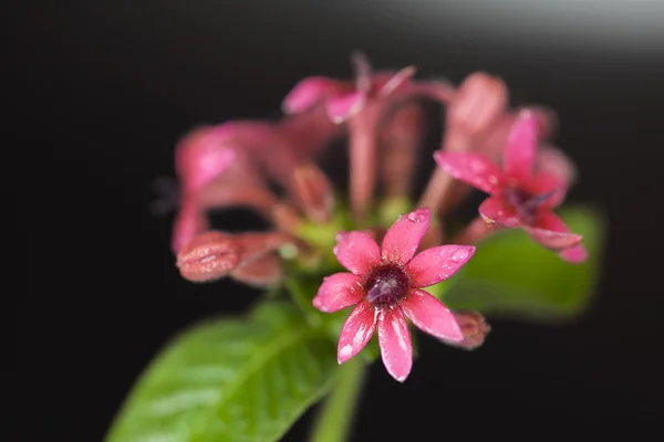 黑色背景上的美丽鲜花 — 图库照片