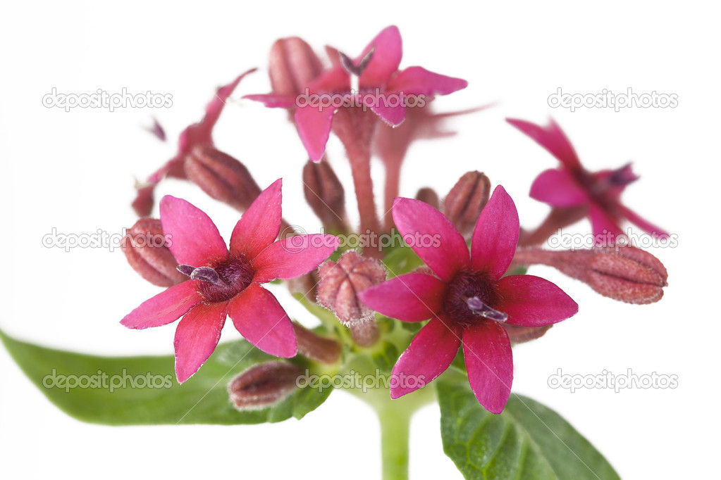 Beauty flowers isolated on white background